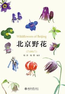 虬龙金狮